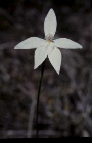 glossodia